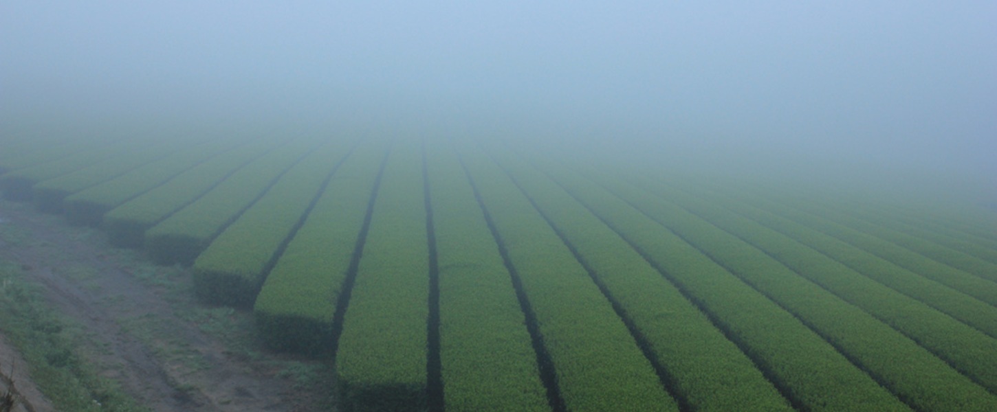 Organic Matcha from Japan