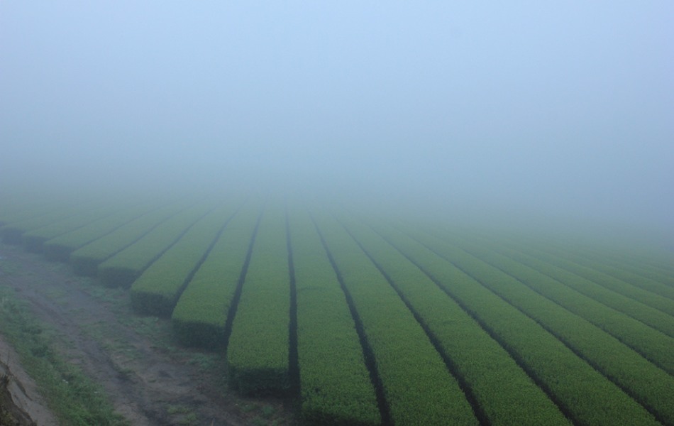 Organic Matcha from Japan