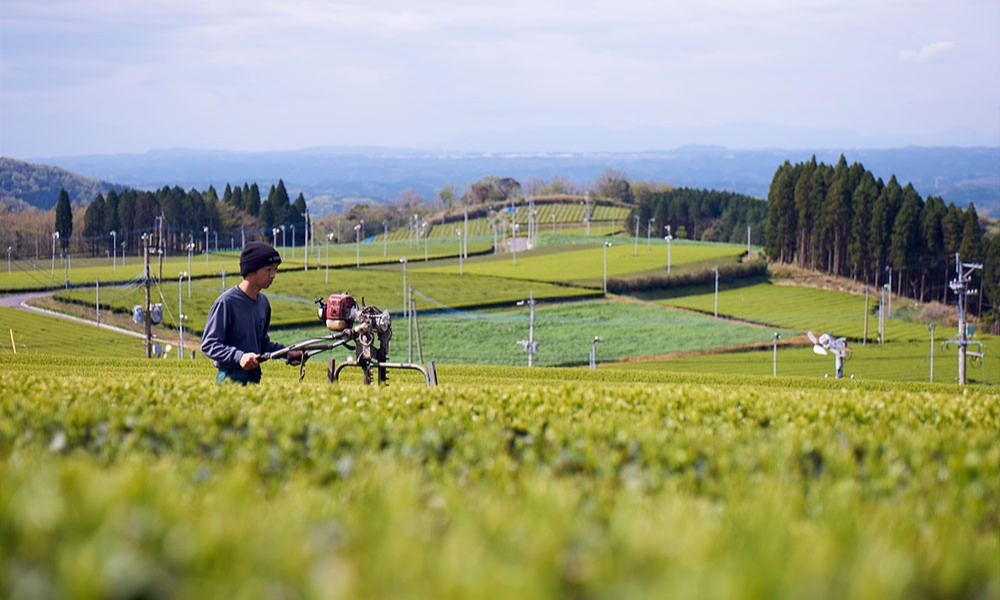 NISHICHA tea farm