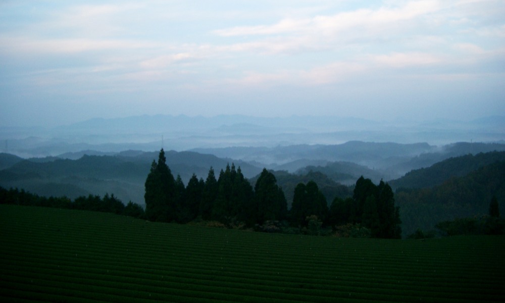 kirishima tea production